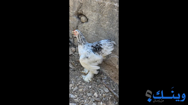 جوزين بلو موتلد